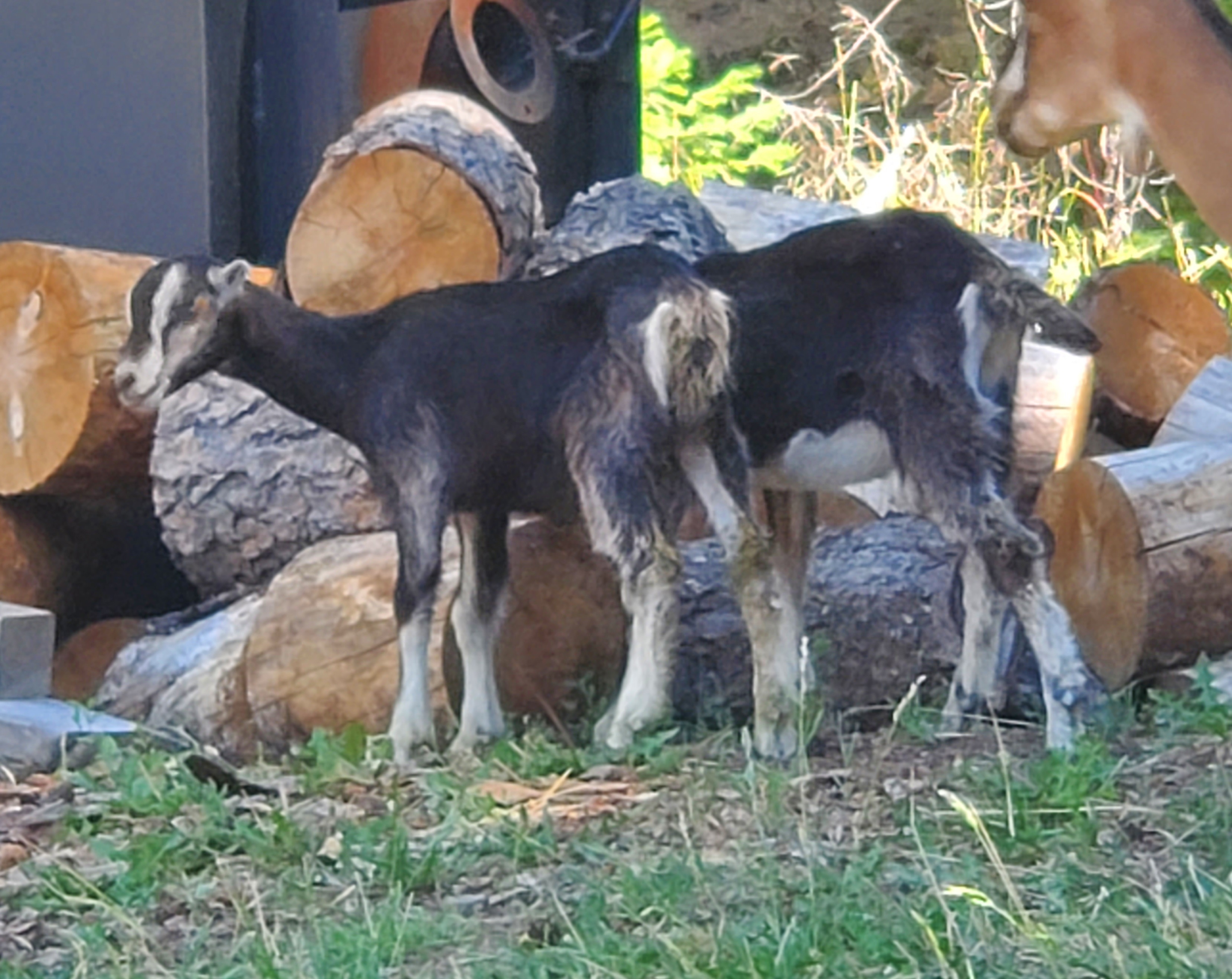 Pair of LaMancha doelings