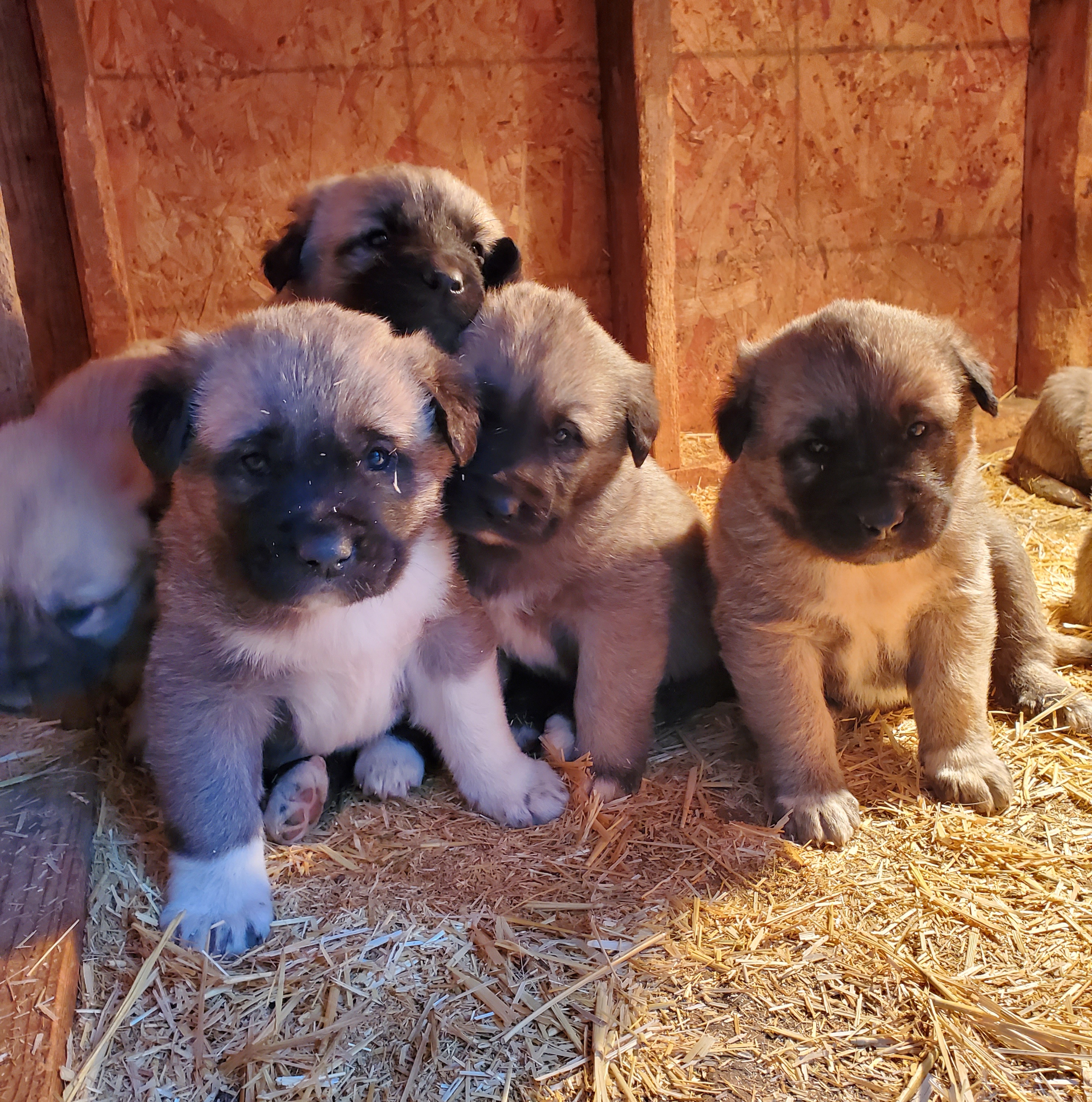 Unregistered Anatolian puppies, DOB: 07/29/2025